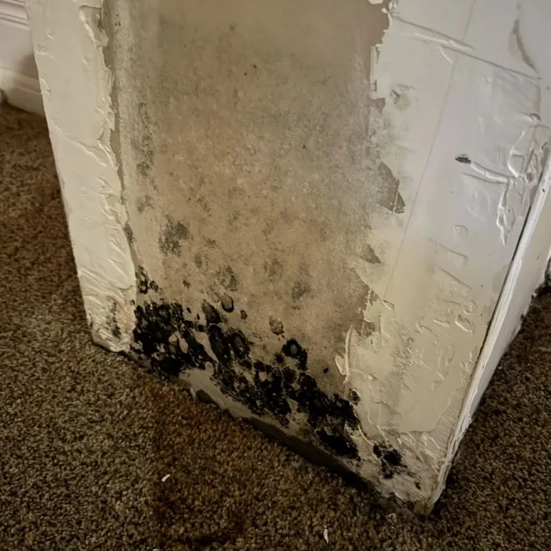 Professional Mold Removal in Bridgewater, NH